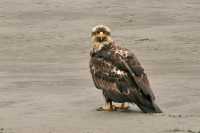 Juvenile Bald Eagle, British Columbia, Canada CM-25
