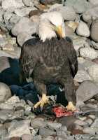 Bald Eagle Feeding On Salmon, Squamish, British Columbia, Canada CM11-08