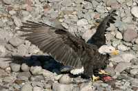Bald Eagle Feeding On Salmon, Squamish, British Columbia, Canada CM11-09