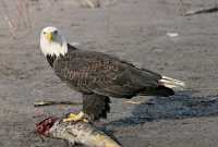 Bald Eagle Feeding on Salmon, Squamish, British Columbia, Canada CM11-01
