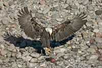 Bald Eagle Feeding On Salmon, Squamish, British Columbia, Canada CM11-06