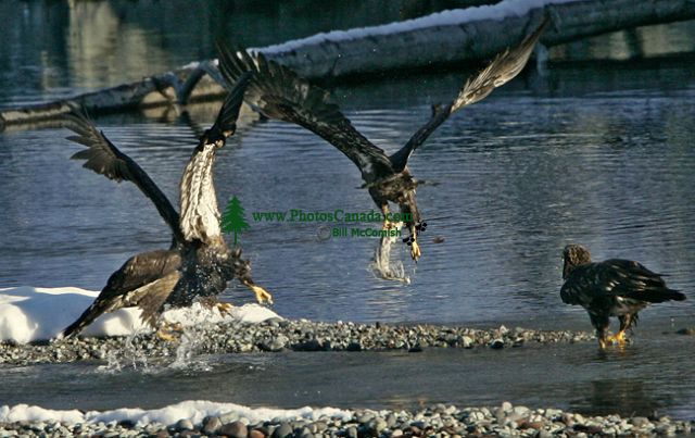 Juvenile Bald Eagle Catching Fish CM11-15