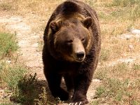 Grizzly Bear, BC Wildlife Park, Kamloops, British Columbia, Canada  09
