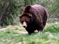 Grizzly Bear, BC Wildlife Park, Kamloops, British Columbia, Canada   08