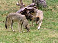 Canadian Wolves, BC Wildlife Park, Kamloops, British Columbia, Canada    07