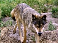 Canadian Wolf, BC Wildlife Park, Kamloops, British Columbia, Canada   06