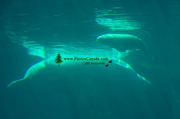 whale dork. beluga whale smiling. eluga