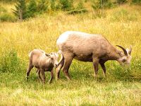 Rocky Mountain Bighorn Sheep and Lamb 04