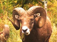 Rocky Mountain Bighorn Sheep Ram 07