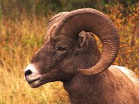 Rocky Mountain Bighorn Sheep Ram 06
