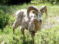 Rocky Mountain Sheep 16 

