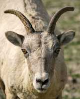 Big Horn Sheep CM11-32