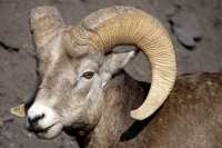 Big Horn Sheep CM11-31