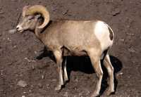 Big Horn Sheep CM11-30