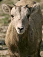 Big Horn Sheep CM11-33