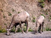Rocky Mountain Bighorn Sheep and Lamb 12