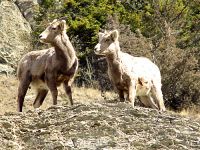 Rocky Mountain Bighorn Sheep Lamb Twins 14