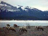 Rocky Mountain Bighorn Sheep Band 20