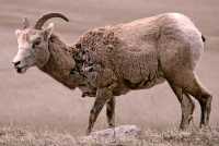 Big Horn Sheep CM11-34