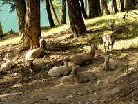 Big Horn Sheep Family 09