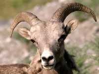 Big Horn Sheep CM11-27