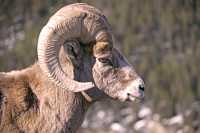 Big Horn Sheep, Jasper National Park CM11-03
