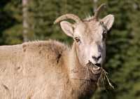 Big Horn Sheep, Jasper National Park CM11-07