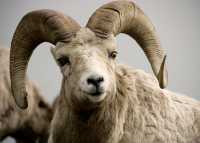 Big Horn Sheep, Jasper National Park CM11-10