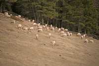 Big Horn Sheep Herd, Banff National Park CM11-13