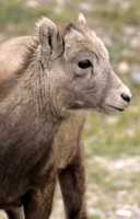 Big Horn Sheep, Jasper National Park CM11-22
