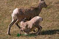 Highlight for Album: Big Horn Sheep Photos 2009, Canadian Wildlife Stock Photos