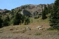 Big Horn Sheep, Kananaskis Park CM11-29