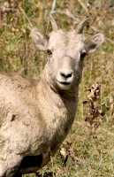 Big Horn Sheep, Kananaskis Park CM11-31
