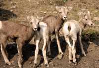 Big Horn Sheep Lambs, Kananaskis Park CM11-33