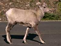 Big Horn Sheep Lamb, Kananaskis Park CM11-34