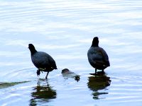 American Coot 06