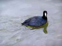 American Coot 07