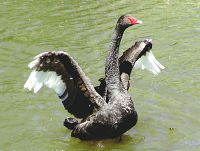 Black Swan 13