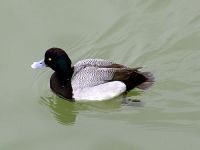 Lesser Scaup Bluebill 08