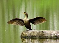 Double Crested Cormorant 05