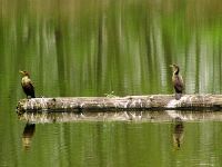 Double Crested Cormorant 04