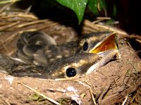 American Robin Chicks 12