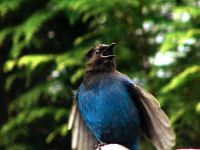 Stellar's Jay 11