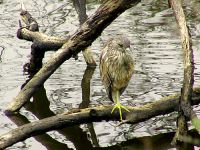 Yellow Crowned Night-Heron 09