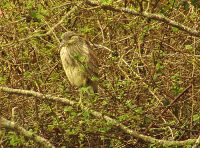 Yellow Crowned Night-Heron 10