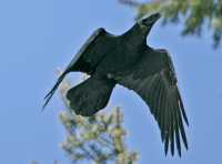 Black Crow, British Columbia, Canada CM11-24