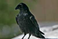 Black Crow, British Columbia, Canada CM11-25