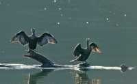 Cormorants, British Columbia, Canada CM11-28