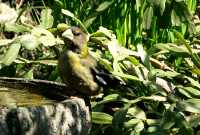 Yellow Grosbeak CM11-27