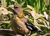 Yellow Grosbeak CM11-26